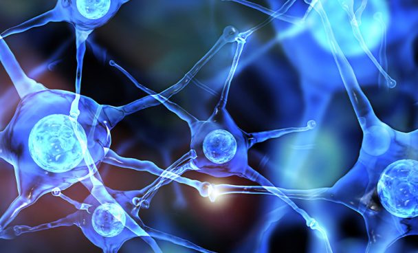 Central Nervous System